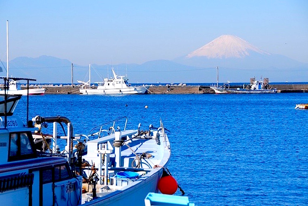 イワシ、サバ、アジ、ワカメなどを水揚げする長井漁港