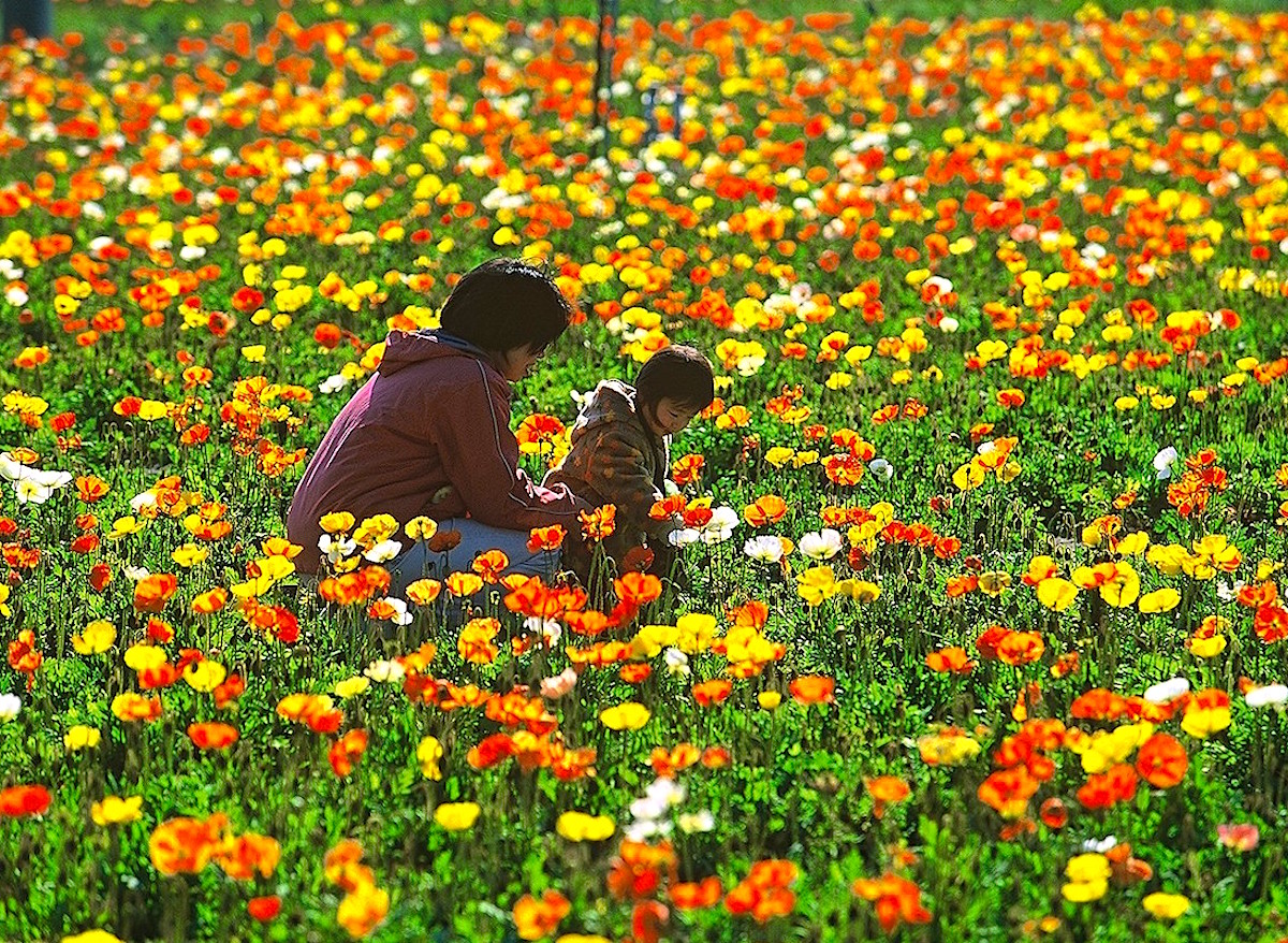 ポピーの里 館山ファミリーパークで『花摘み』