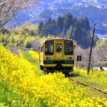 いすみ鉄道『菜の花畑のムーミン列車』