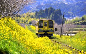 いすみ鉄道『菜の花畑のムーミン列車』