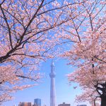 隅田公園桜まつり
