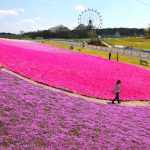 東京ドイツ村『芝桜まつり』