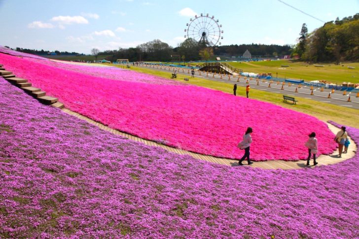 東京ドイツ村『芝桜まつり』