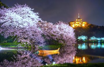 三溪園『観桜の夕べ』